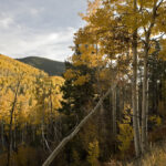 Landscape,Of,Golden,Aspens,In,The,Mountains,In,Autumn,,Details