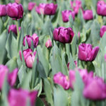 purple tulip flower garden spring season
